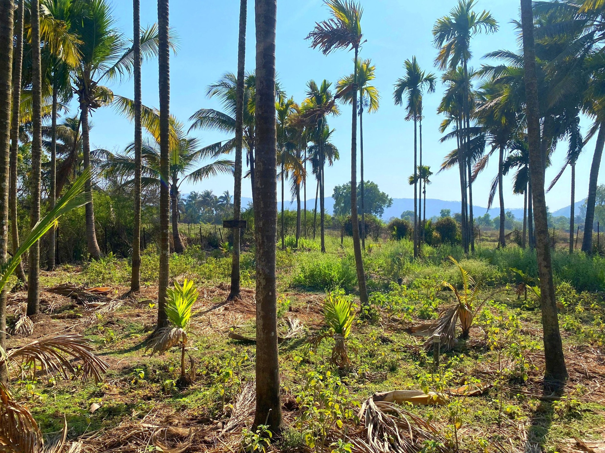 213-agriculture-plot-9f5b8dc3-e8e7-4cbc-8221-e3448e33c11a.png