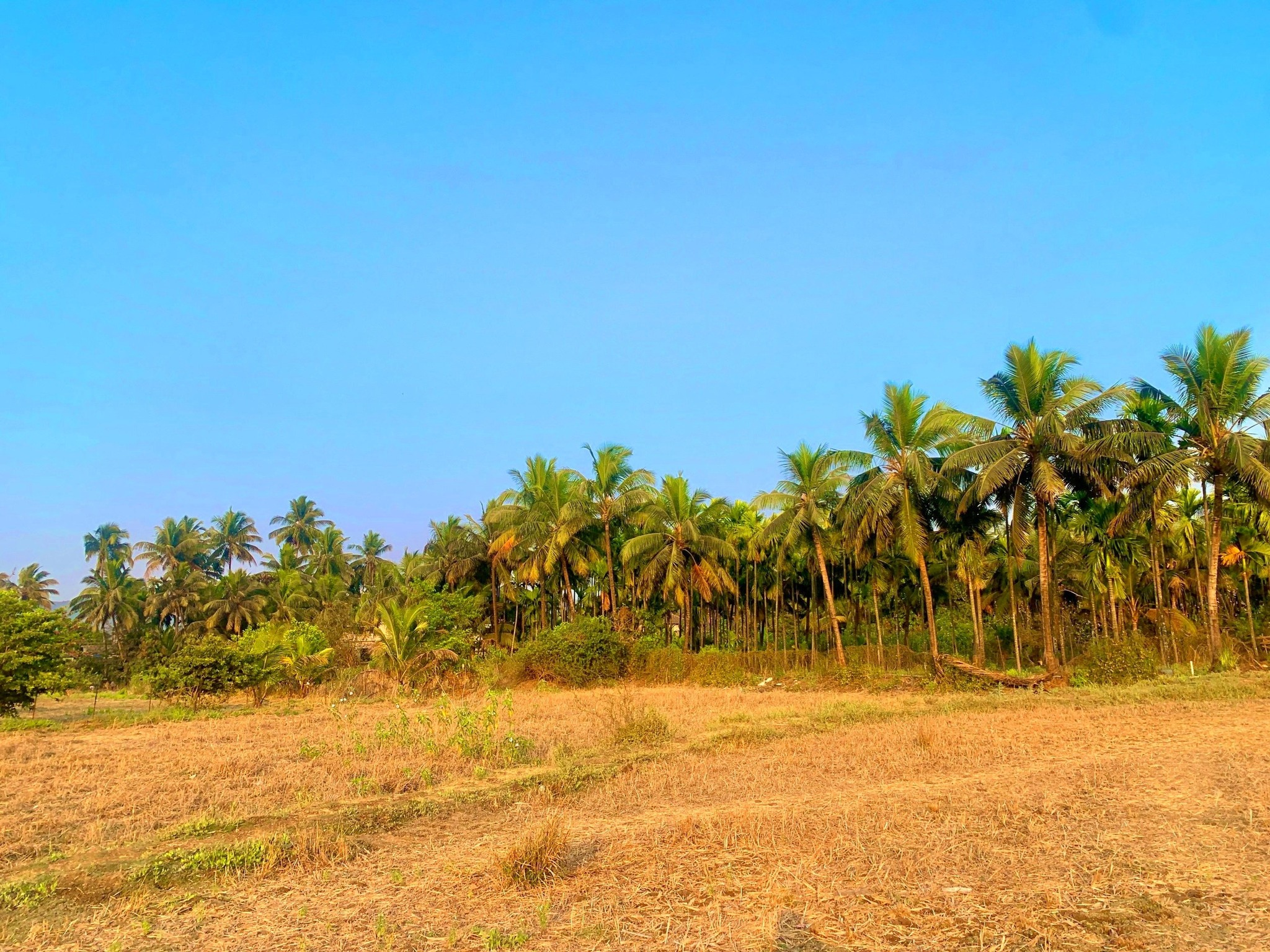 213-agriculture-plot-e1463566-2b62-4505-bdeb-d0859759c90d.png
