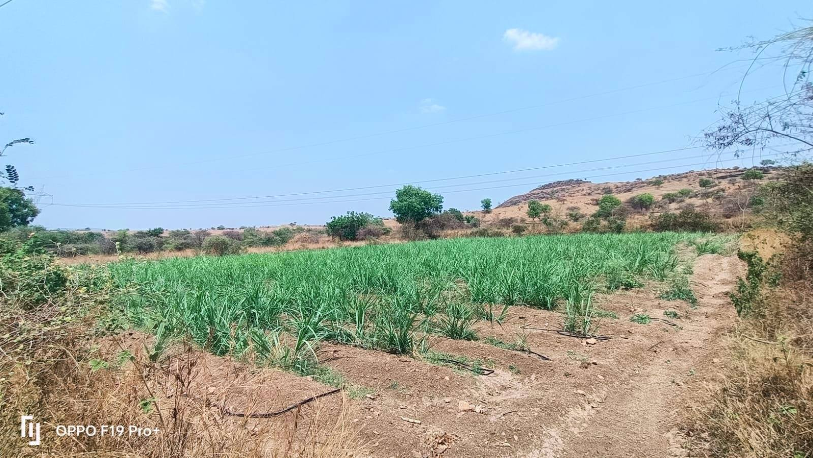 230-agriculture-plot-07cbdccb-eed8-45d8-9ea3-f2b235c5f55f.png