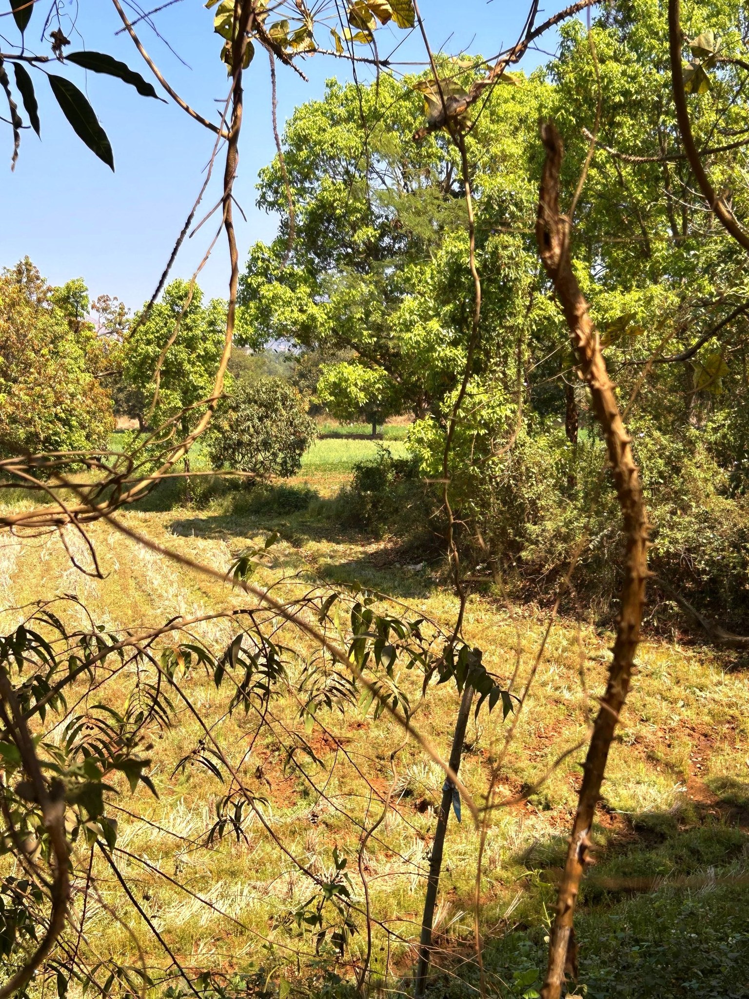 256-farmhouse-plot-3711e62e-0403-484d-85e2-4f3242019c3d.png