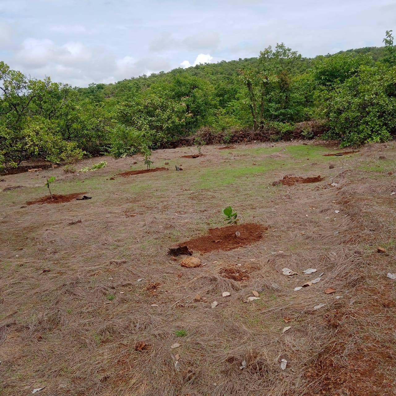 257-agriculture-plot-98b167a3-d6be-443f-b7d8-97748031ac39.png