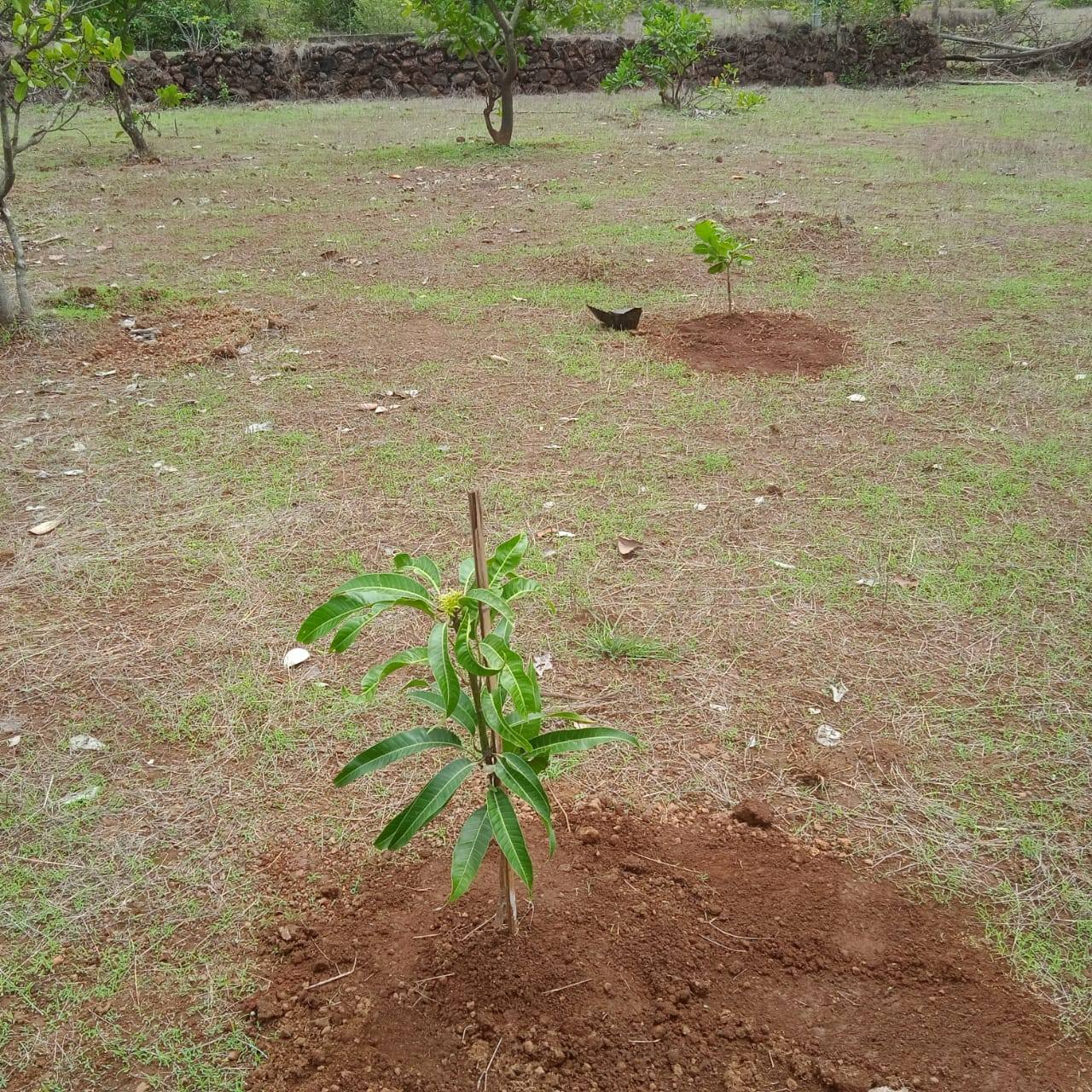 257-agriculture-plot-dda87761-afe3-44e3-9b68-2eae076955eb.png