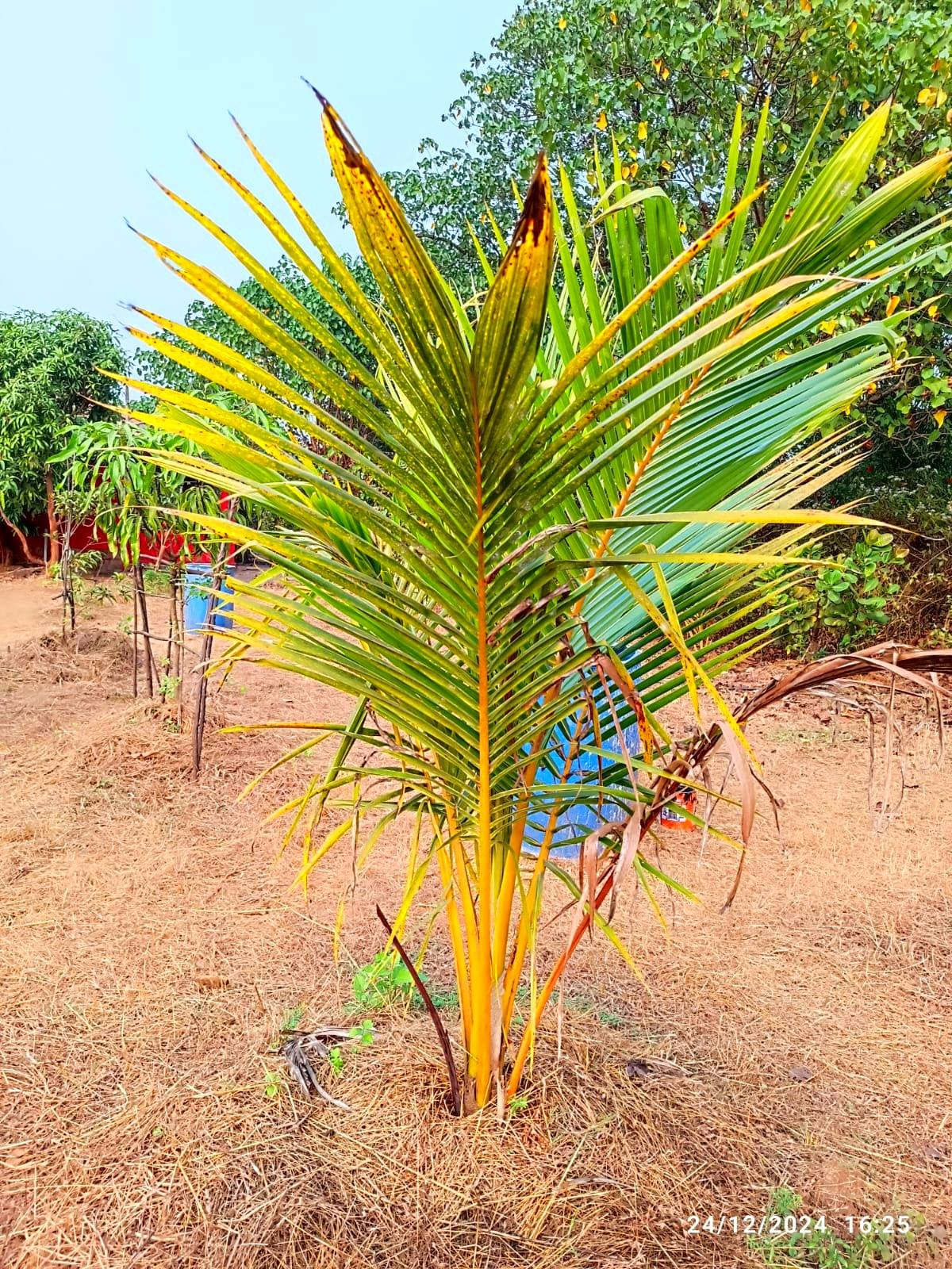 258-agriculture-plot-9d379f8b-8281-4672-b2f4-f4cae248ccf2.png