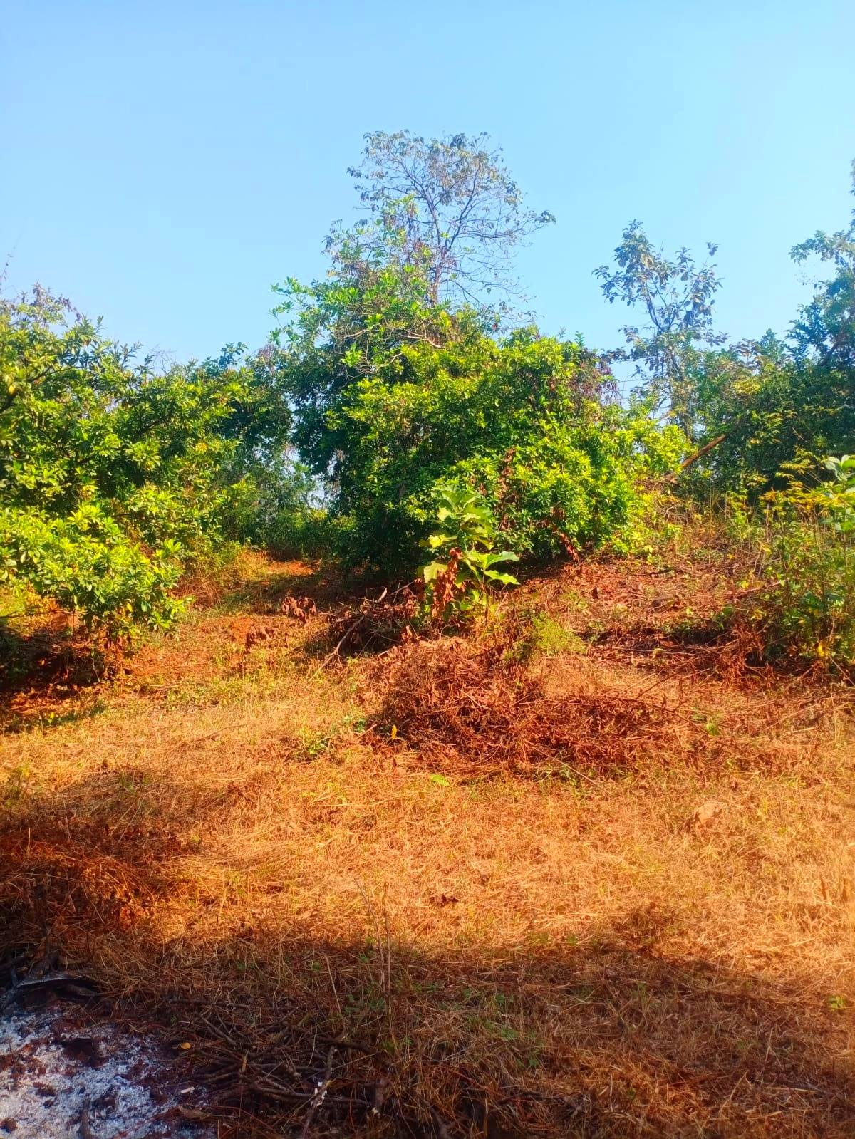 259-agriculture-plot-e6be4c97-0d23-4987-966f-8358ae2f638e.png