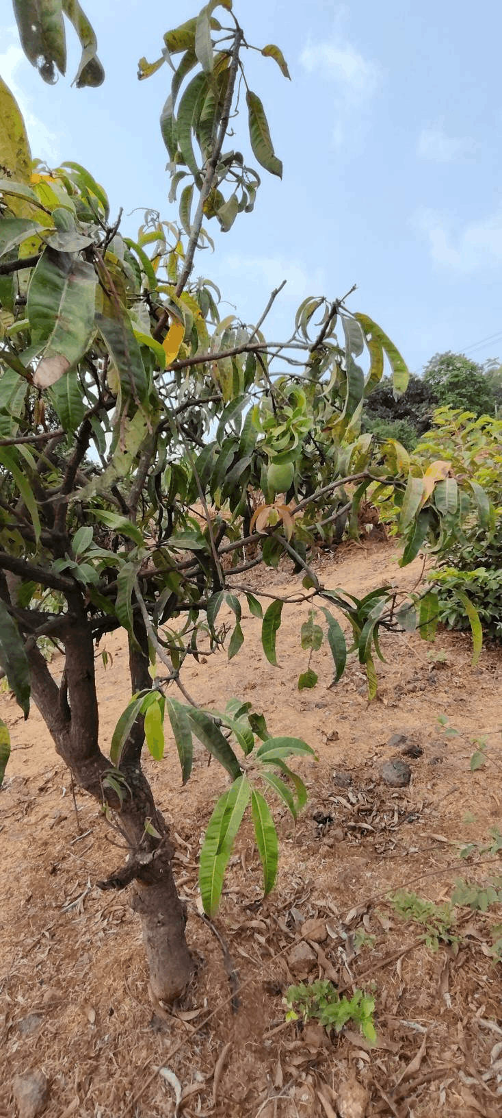 516-agriculture-plot-10899d40-5b6e-42bc-a54a-d6b9961293db.png