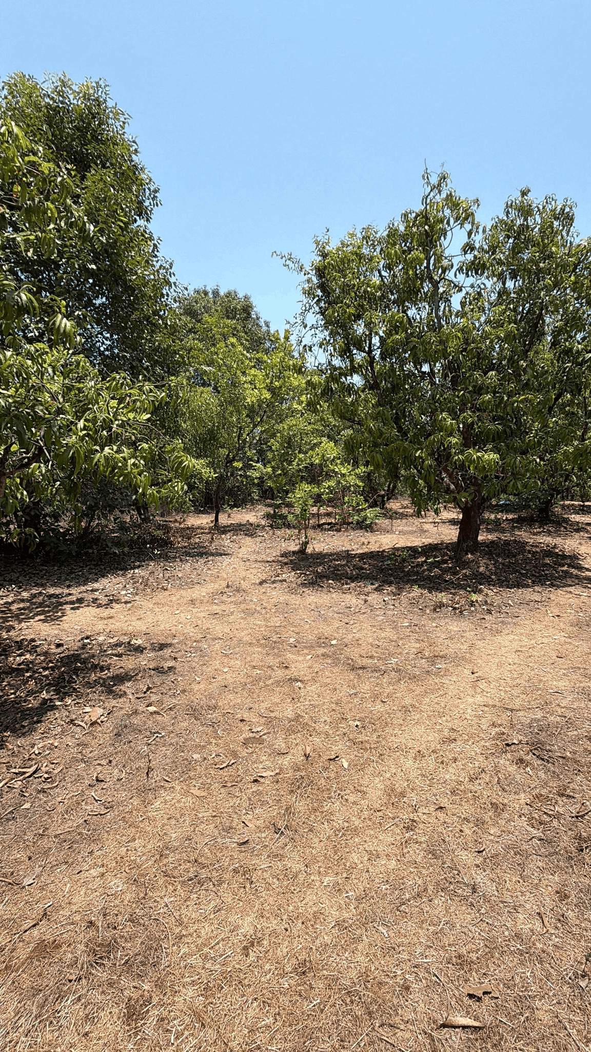 522-agriculture-plot-35584c35-a8fb-406d-b720-aa145eb0a431.png