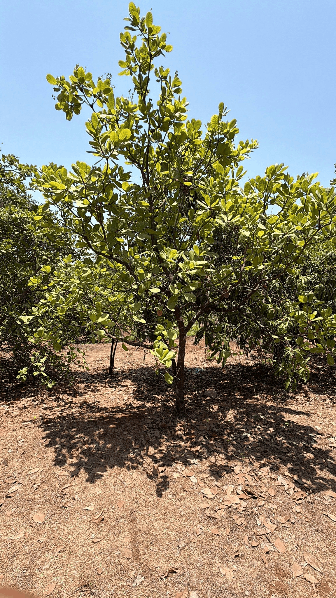 522-agriculture-plot-a70c330f-6f3a-4c2e-b688-4d5ea69b0afd.png