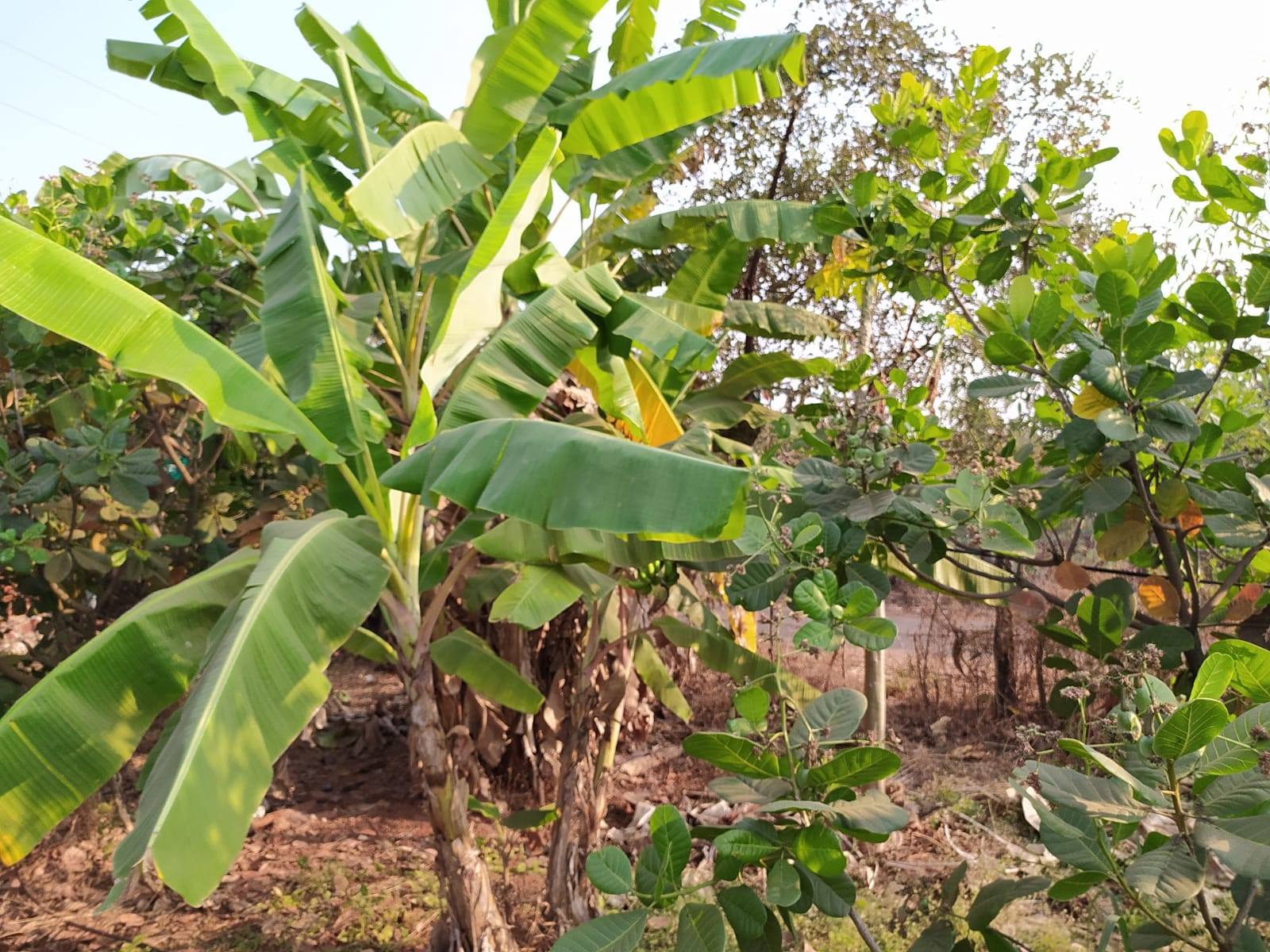 554-agriculture-plot-526dd3ca-8c9a-477a-b61b-f5431a0f5a41.jpg