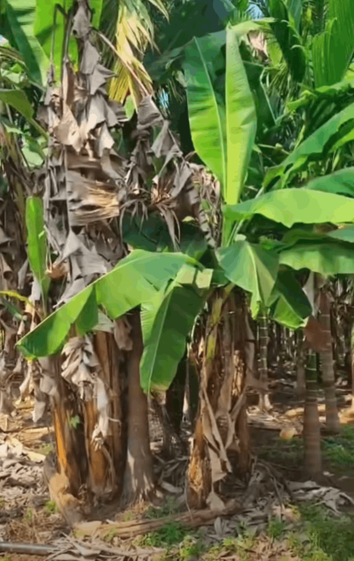 561-agriculture-plot-b02e4857-b377-4478-b22f-0b1dfe3ee931.png