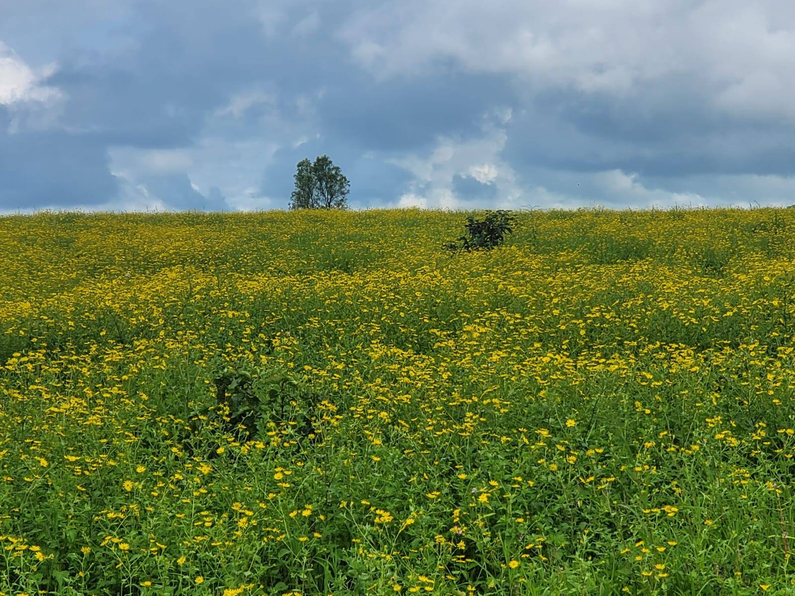 564-agriculture-plot-382c3db2-5b7e-4fab-b4e3-994c09ff84e7.jpg