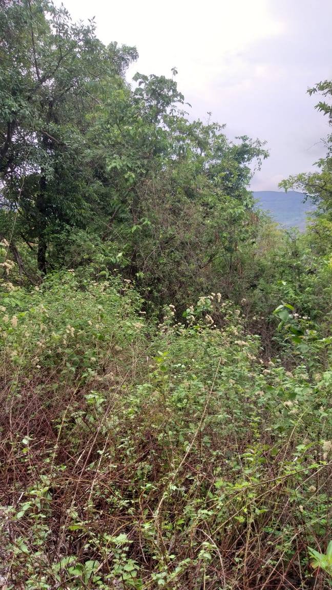 58-agriculture-plot-4faa1a55-76bc-4986-ac0c-19d12fbb3543.jpg
