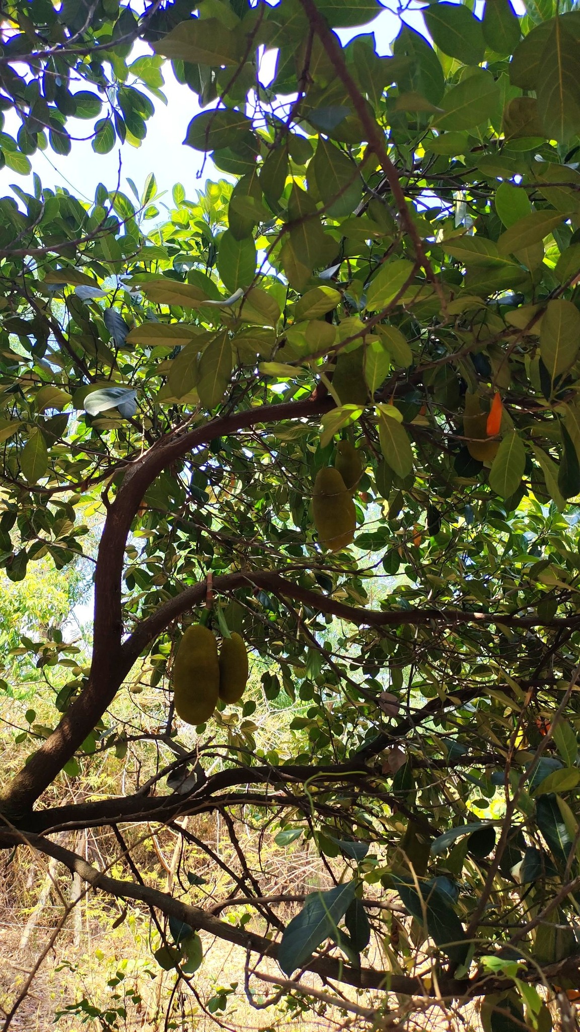 61-agriculture-plot-6103092a-51af-4ac5-9370-9c85c44223c7.jpg