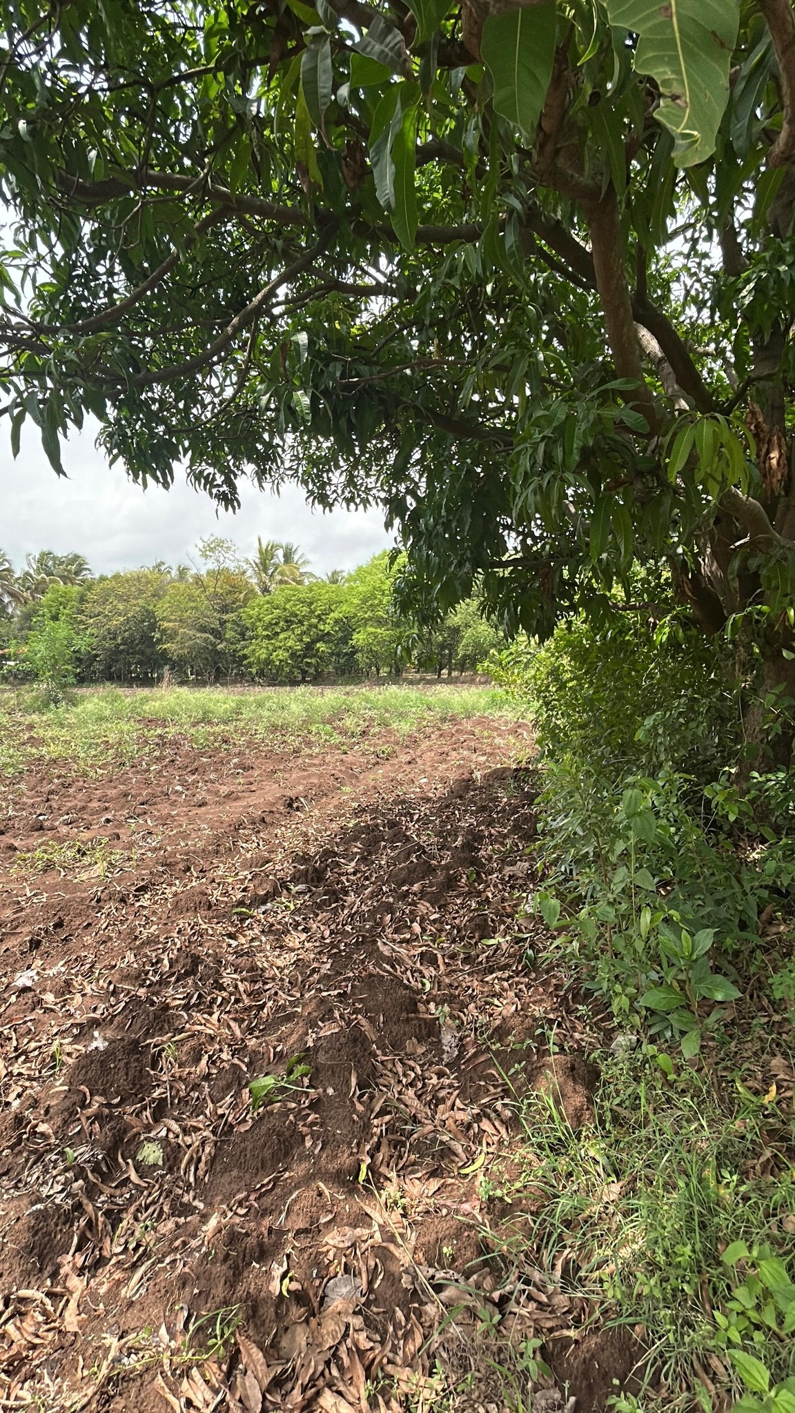 67-agriculture-plot-cee5647d-8ce7-4f51-a9ab-01582cde8c33.jpg