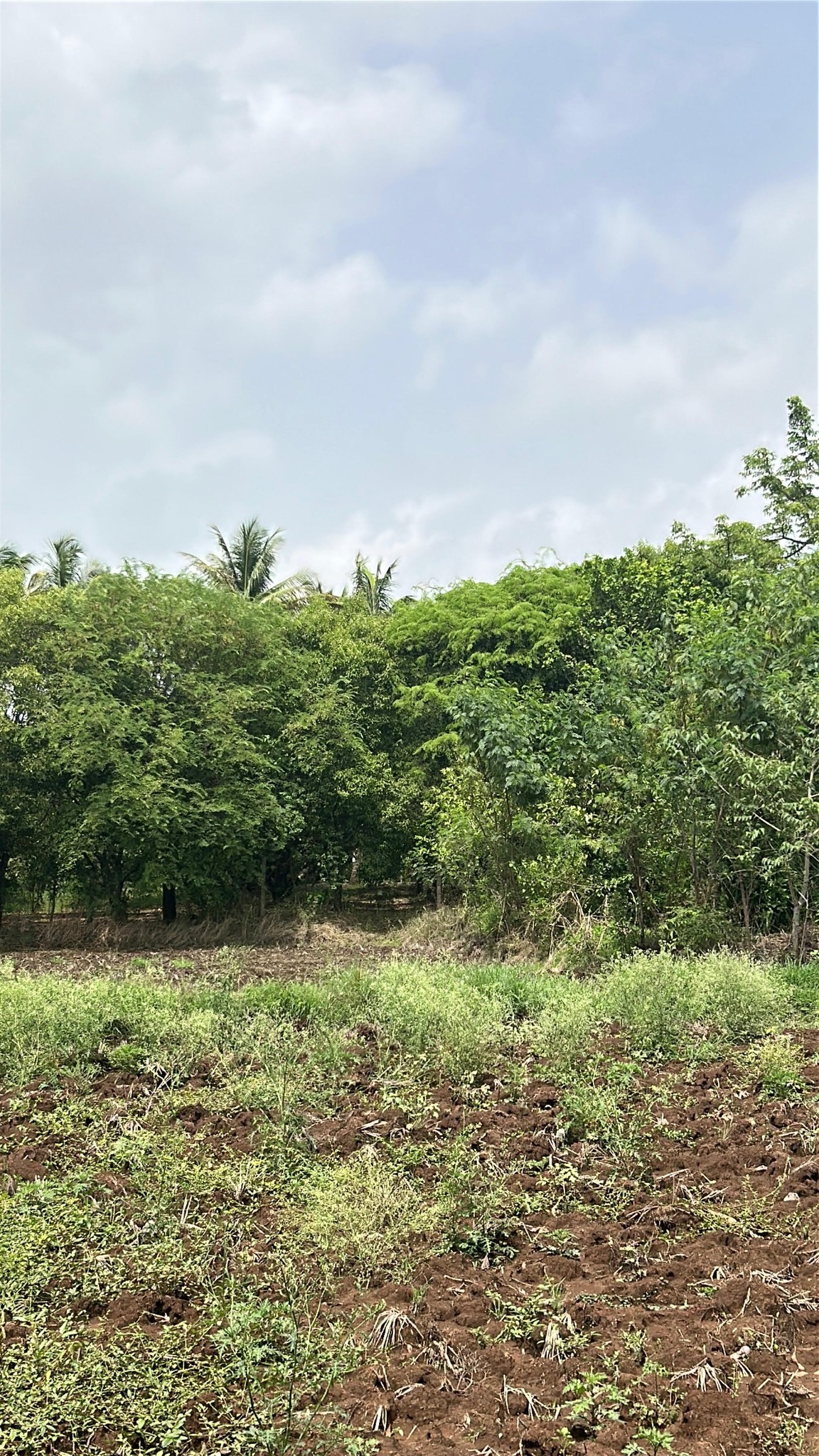 67-agriculture-plot-fbc0cb18-8f57-4cd6-a616-cb62666297be.jpg