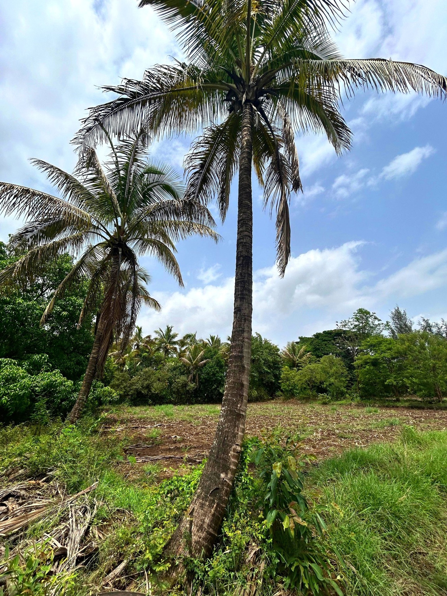 67-agriculture-plot-fe69630c-3228-4d88-8dc5-e3812c882627.jpg