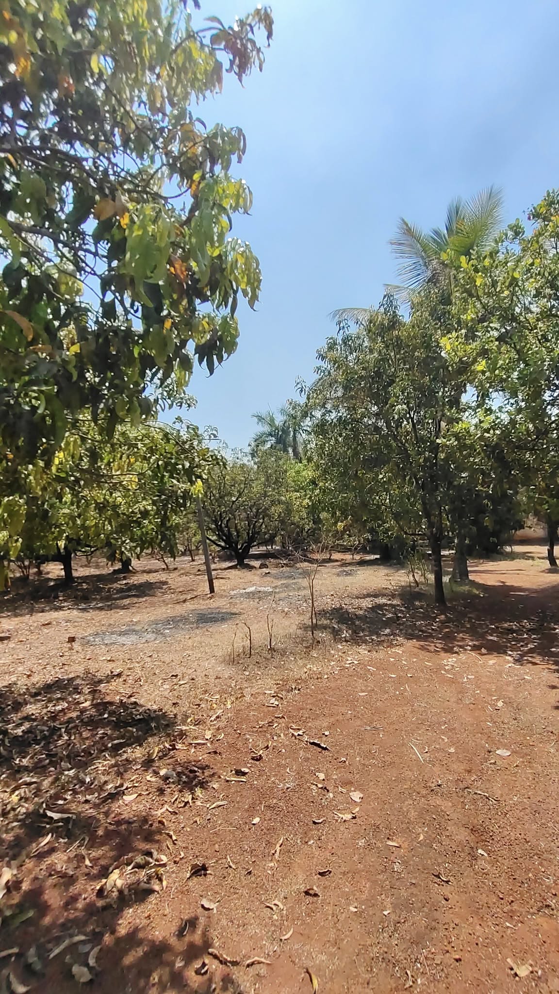 68-agriculture-plot-9b736164-7d01-4f08-9eb8-8d0977935c63.jpg