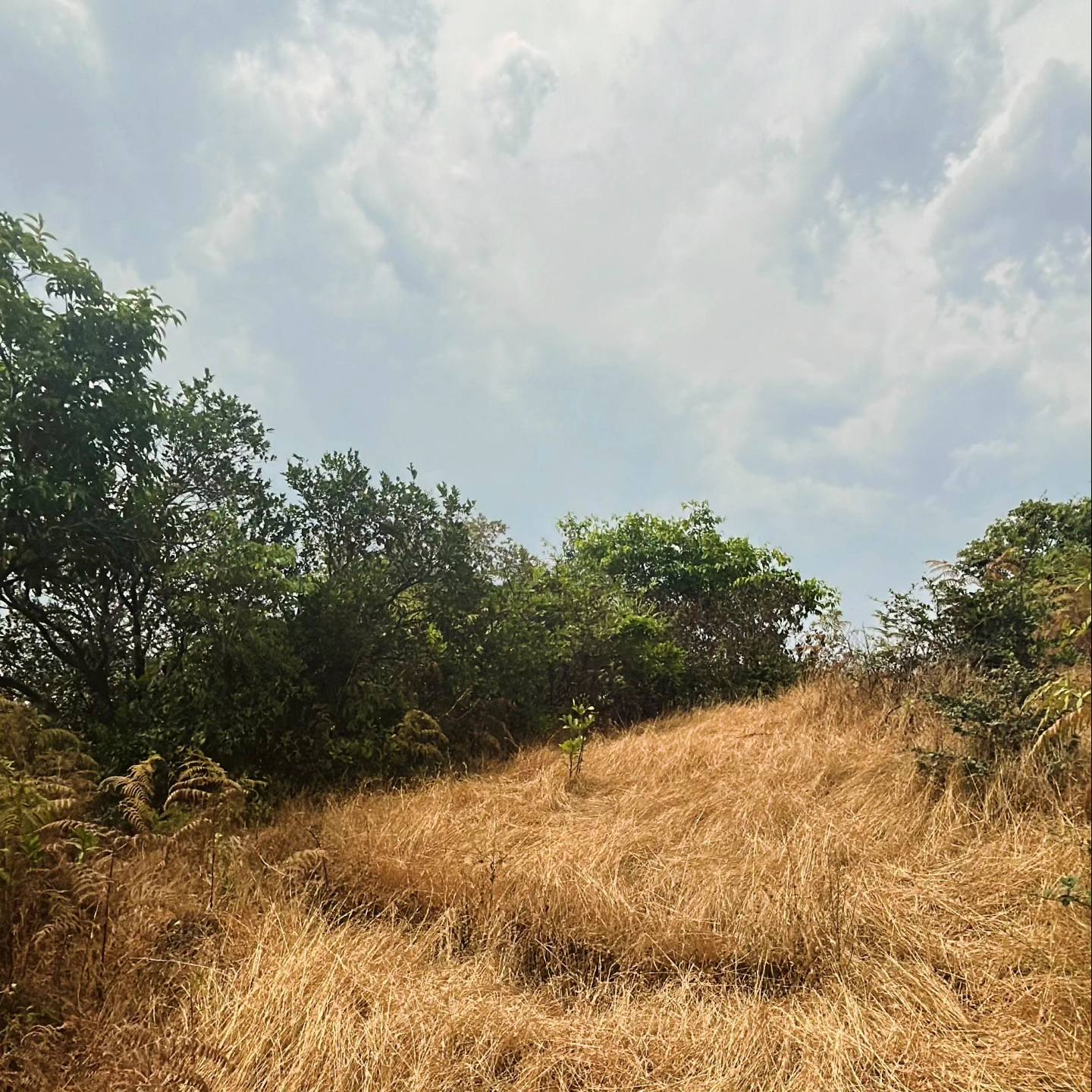 68-agriculture-plot-ccf01a18-72b1-4b23-8527-755690b49655.jpg