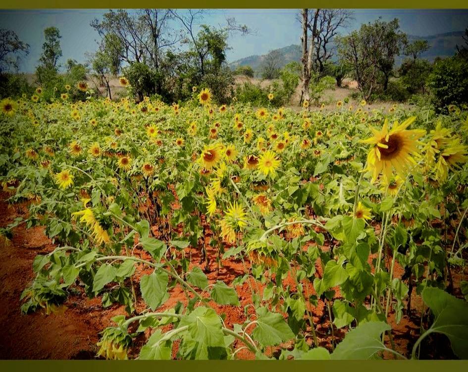 73-agriculture-plot-248a41a1-efa1-451d-8214-1c687aabe841.jpg