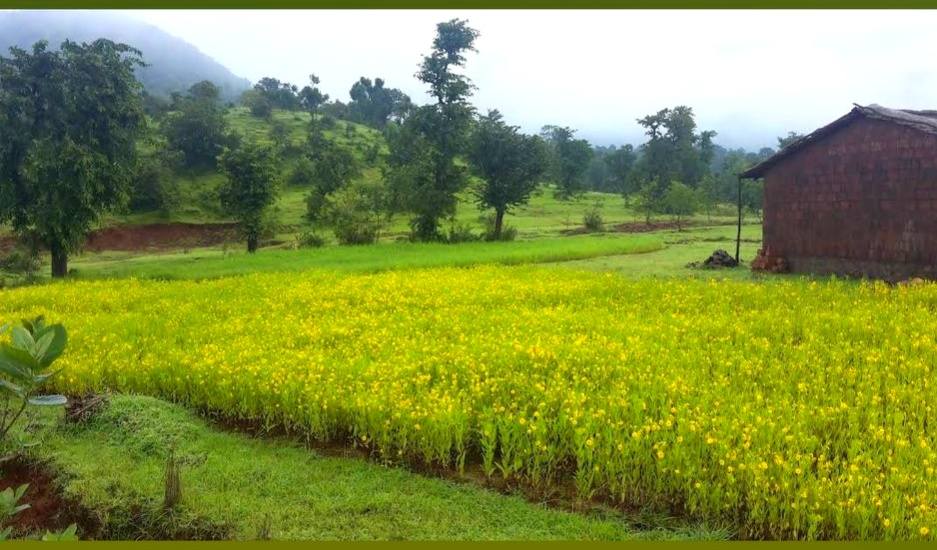 73-agriculture-plot-a93311f3-c5dd-4b94-a0f0-2ccab23bdee8.jpg