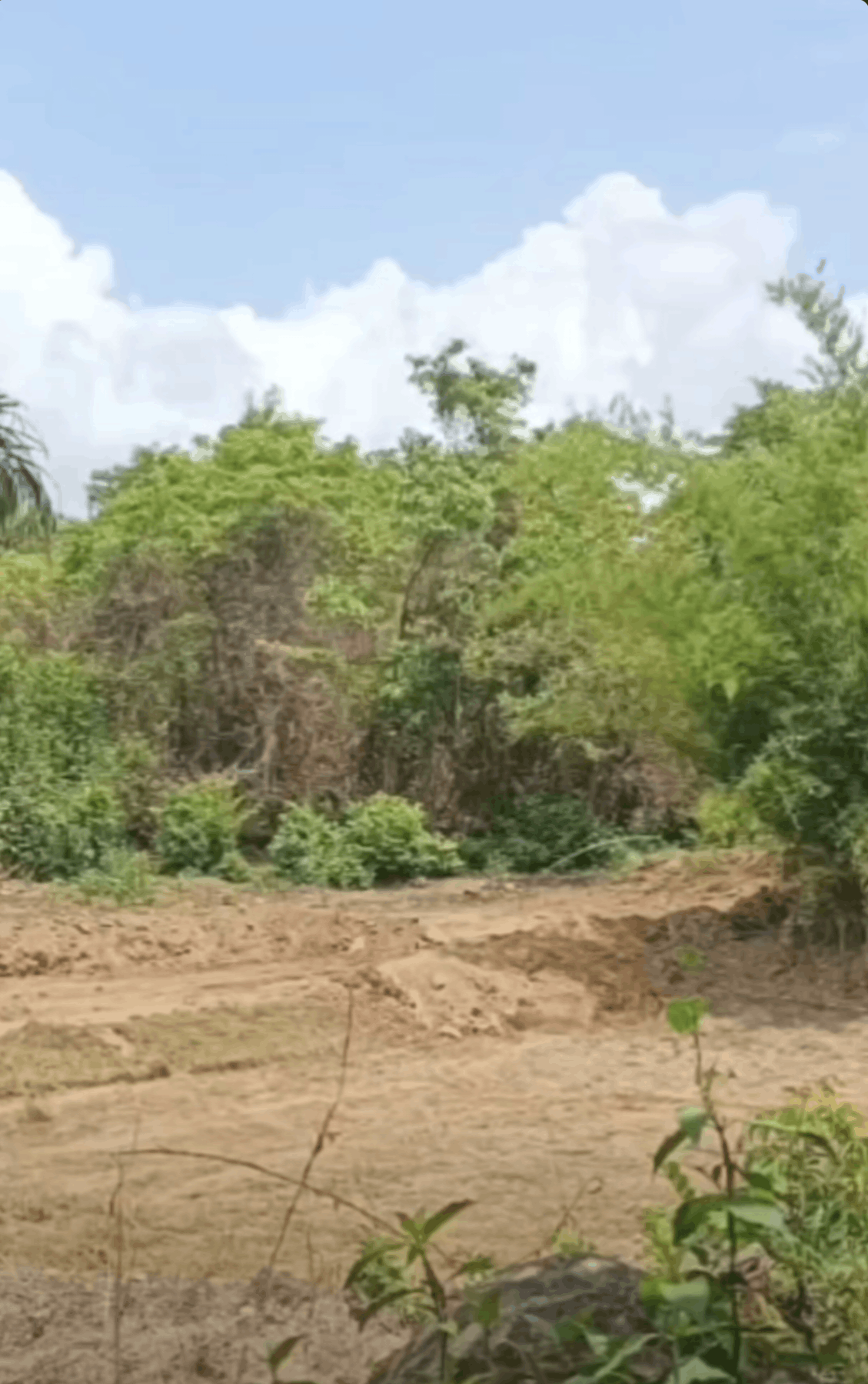 Konkan-Kudal-Mangaon - 25 Acre River Touch Baug for Sale