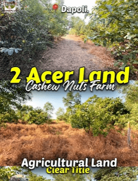 Dapoli-Dhankoli village - 2 Acre Cashew Garden