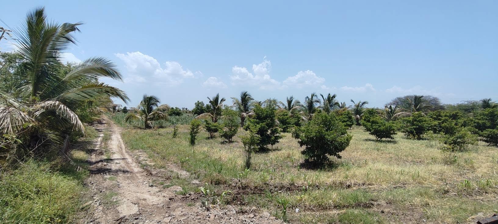 Satara-Phaltan-Asu Village - 5 Acre & 10 Acre Baug for Sale